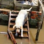 mekong-delta-dog