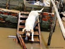 mekong delta dog