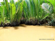 mekong vietnam wasser schilf