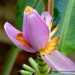 Lotusblüte