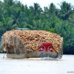 Kokus auf dem Mekong Delta