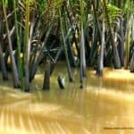 wasser-schilf-reisebericht-vietnam