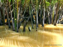 wasser schilf reisebericht vietnam